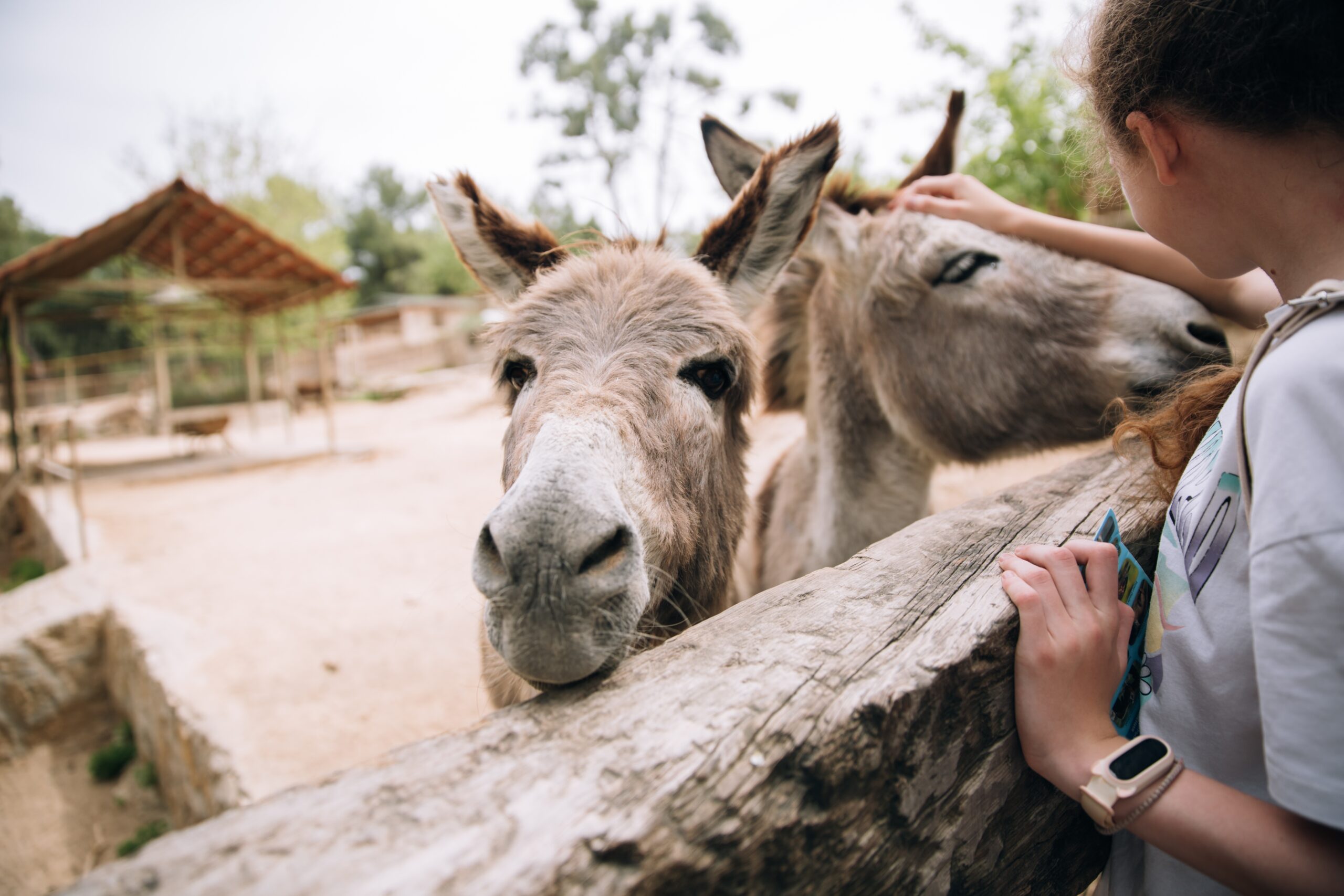 https://jobs-swf-staging.seiten.co/wp-content/uploads/2023/06/children-in-the-zoo-are-stroking-donkeys-two-girl-2022-11-10-08-36-15-utc-scaled.jpg