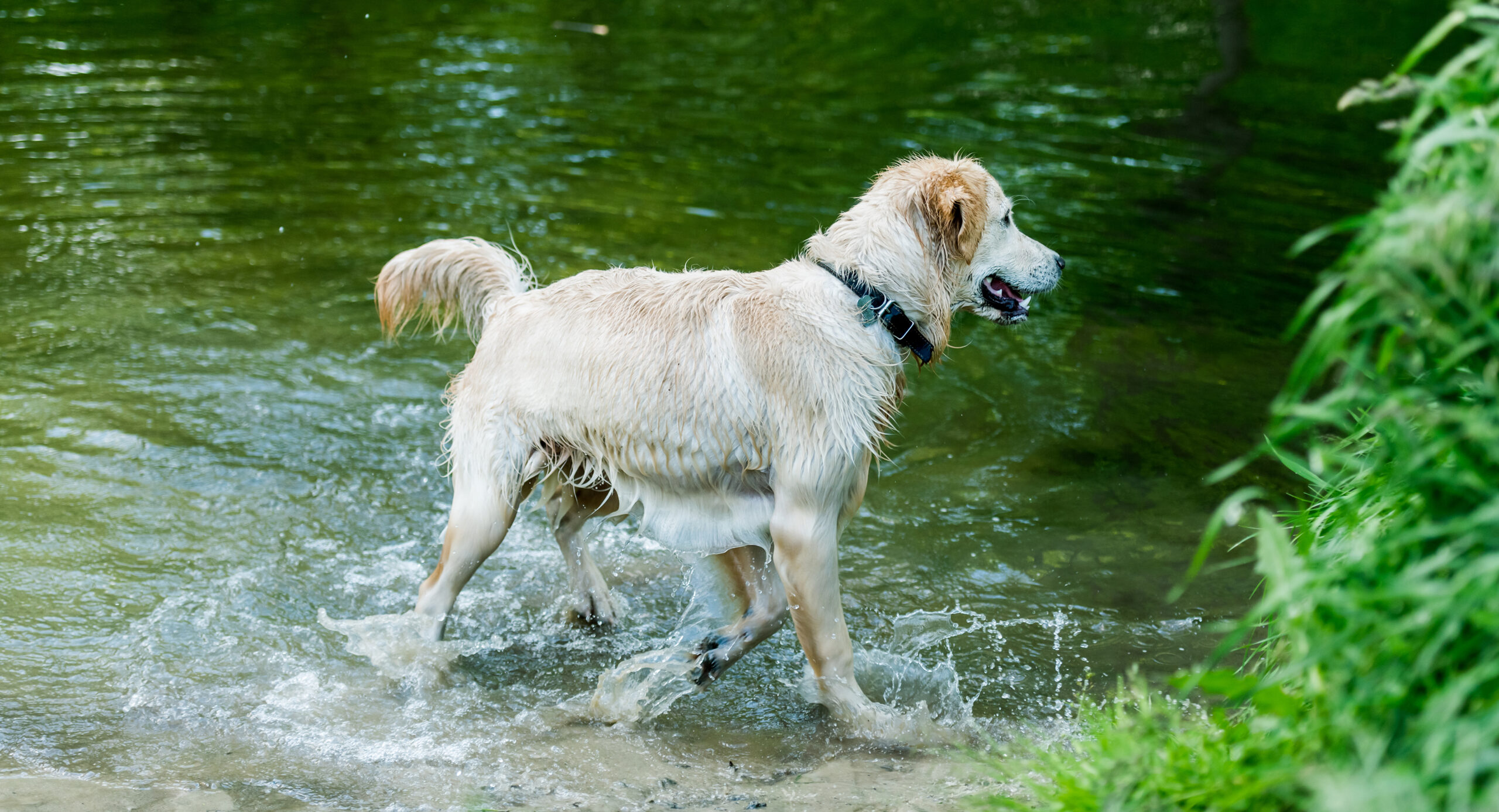 Hund im Wasser in einer Seitenaufnahme.